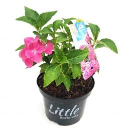 HYDRANGEA Macrophylla 'TRICOLOR' | Minier Solution Pro