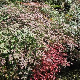 Nandina domestica 'Gulfstream'-Scheinbambus, Himmelsbambus - winterharter, wintergrüner, Zwerg