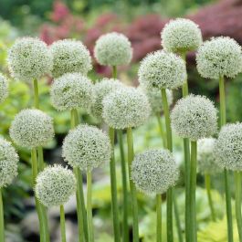 Allium Mount Everest Sierui Kopen Het Groene Paradijs