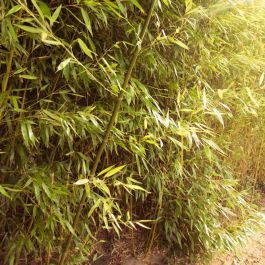 Verrast menigte niettemin Fargesia 'Murieliae' - Bamboe Murieliae kopen? | Het Groene Paradijs