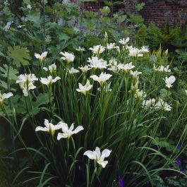 Iris sibirica ‘Snow Queen’ ofwel Siberische Lis kopen? | Het Groene