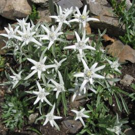 domesticeren karbonade Overleg Leontopodium alpinum | Edelweiss kopen? | Het Groene Paradijs