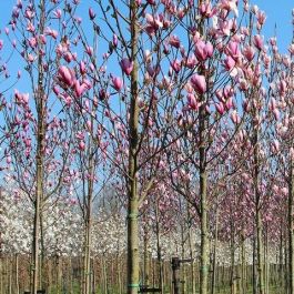 Smerig presentatie ontploffen Magnolia 'Soulangeana' op stam - Beverboom kopen? | Het Groene Paradijs