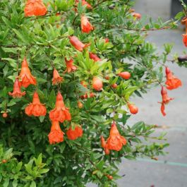 punica_granatum_pompommy_-