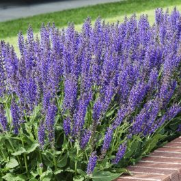 Salvia nemorosa 'Mainacht' - Salie