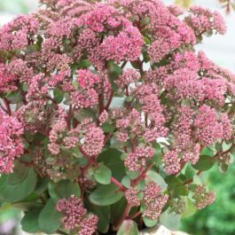 Sedum Telephium Seduction Pink Passion Hemelsleutel Kopen Het Sedum Telephium Seduction Pink Passion Hemelsleutel Kopen Het