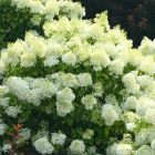 Hydrangea paniculata 'Bobo' - Pluimhortensia