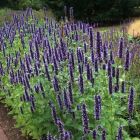 Agastache 'Black Adder' - Dropplant