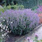 Agastache Blue Fortune - Dropplant