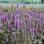 Agastache 'Purple Haze' - Dropplant