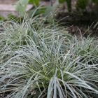 Carex conica Snowline - Zegge