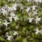 Epimedium grandiflorum 'Bandit' - Elfenbloem
