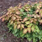 Epimedium perralchicum 'Frohnleiten' - Elfenbloem