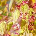 Epimedium rubrum - Elfenbloem