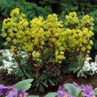 Euphorbia amygdaloides 'Purpurea' - Wolfsmelk