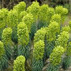 Euphorbia characias 'Humpty Dumpty' - Wolfsmelk
