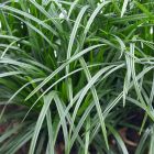 Carex foliosissima Irish Green - Japanse Zegge