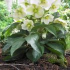 25 x Helleborus niger - Kerstroos in 9x9cm pot met hoogte 5-10cm P9