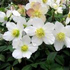 Helleborus niger - Kerstroos
