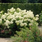 Hydrangea arborescens 'Annabelle' - Bolhortensia