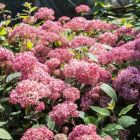 Hydrangea arborescens 'Pink Annabelle' - Bolhortensia