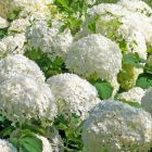 Hydrangea arborescens 'Strong Annabelle' - Bolhortensia
