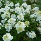 Hydrangea paniculata 'Bombshell' - Pluimhortensia