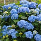 Hydrangea macrophylla 'Little Blue' - Boerenhortensia