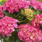 Hydrangea macrophylla 'Little Pink' - Boerenhortensia
