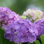 Hydrangea macrophylla 'Little Purple' - Boerenhortensia