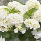 Hydrangea macrophylla 'Little White' - Boerenhortensia