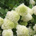 Hydrangea paniculata 'Limelight' - Pluimhortensia