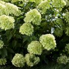 Hydrangea paniculata 'Little Lime' - Pluimhortensia