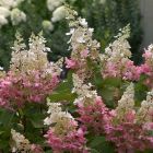 Hydrangea paniculata 'Pinky Winky' - Pluimhortensia