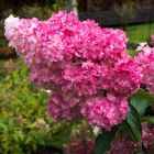 Hydrangea paniculata 'Sundae Fraise' - Pluimhortensia