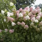 Hydrangea paniculata 'Vanille Fraise' - Pluimhortensia