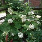 Hydrangea quercifolia - Eikenbladhortensia