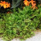Leptinella squalida - Fiederpolster