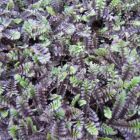 Leptinella squalida 'Platt's Black' - Koperknoopje