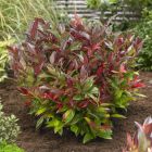 Leucothoe 'Zeblid' - Druifheide