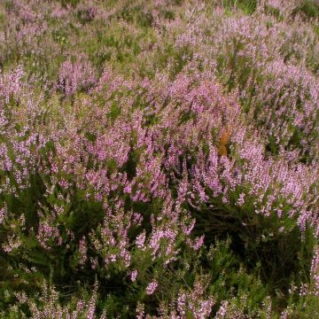 Calluna vulgaris - Zomerheide