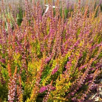 Calluna vulgaris 'Bonita' - Zomerheide