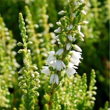 Calluna vulgaris 'Elegant Pearl' - Zomerheide