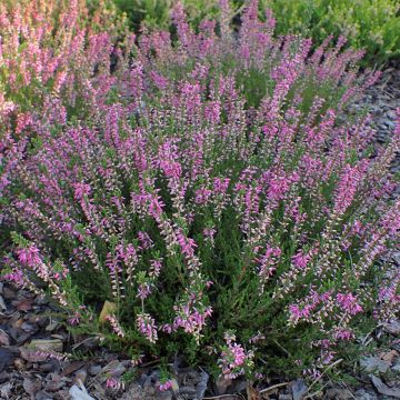 Calluna vulgaris 'Marleen' - Zomerheide