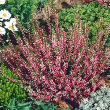 Calluna vulgaris 'Marlies' - Zomerheide