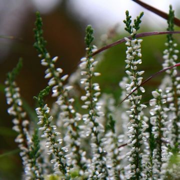 Calluna vulgaris 'Stefanie' - Zomerheide