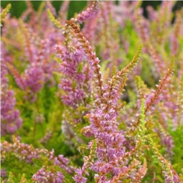 Calluna vulgaris 'Warm Chocolate' - Zomerheide