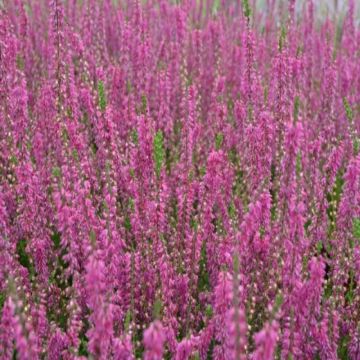 Calluna vulgaris 'Allegro' - Zomerheide