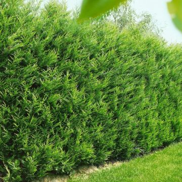 75 x Cupressocyparis leylandii - Haagconifeer 80-100cm
