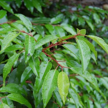 Prunus lusitanica 'Angustifolia' - Portugese Laurier
